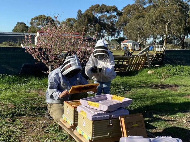 The Bush Honey Co - Hive Inspection