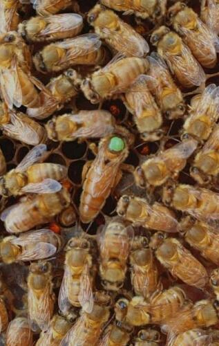 The Bush Honey Co - Queen Bee