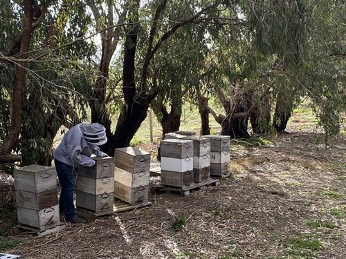 The Bush Honey Co - Working Bees